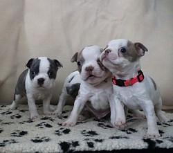 Gracie pups