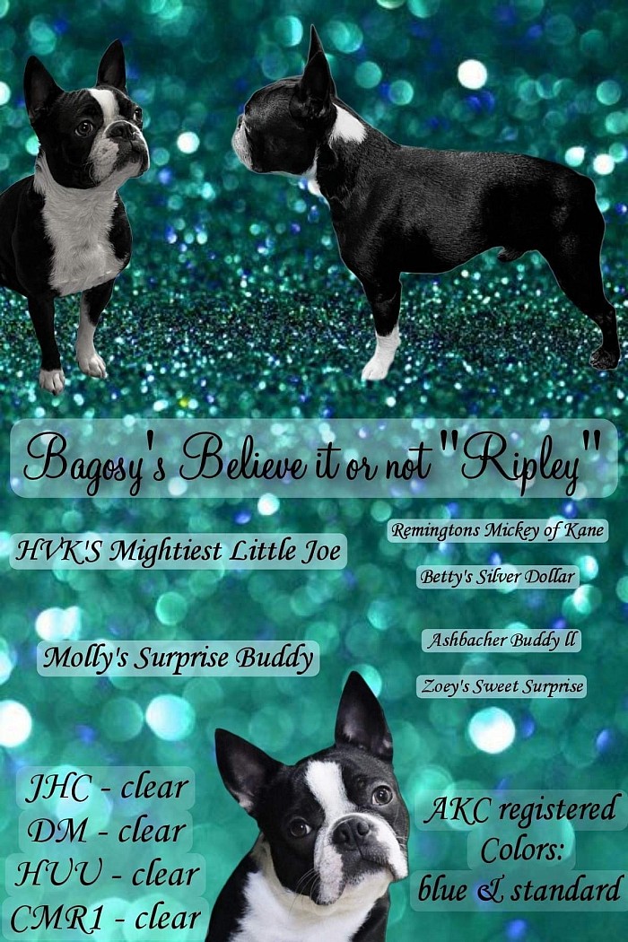 ☆ Bagosy’s Believe it or Not “Ripley” ☆                                                                     Dilute Carrier