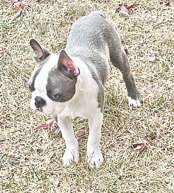 Peanut