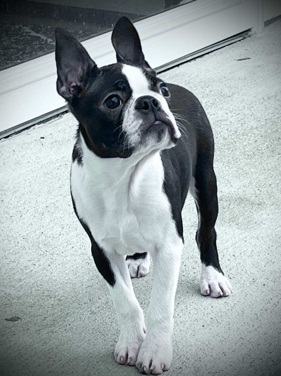 Future Stud (Deano) Bagosy’s  Little D’Angelo by GD