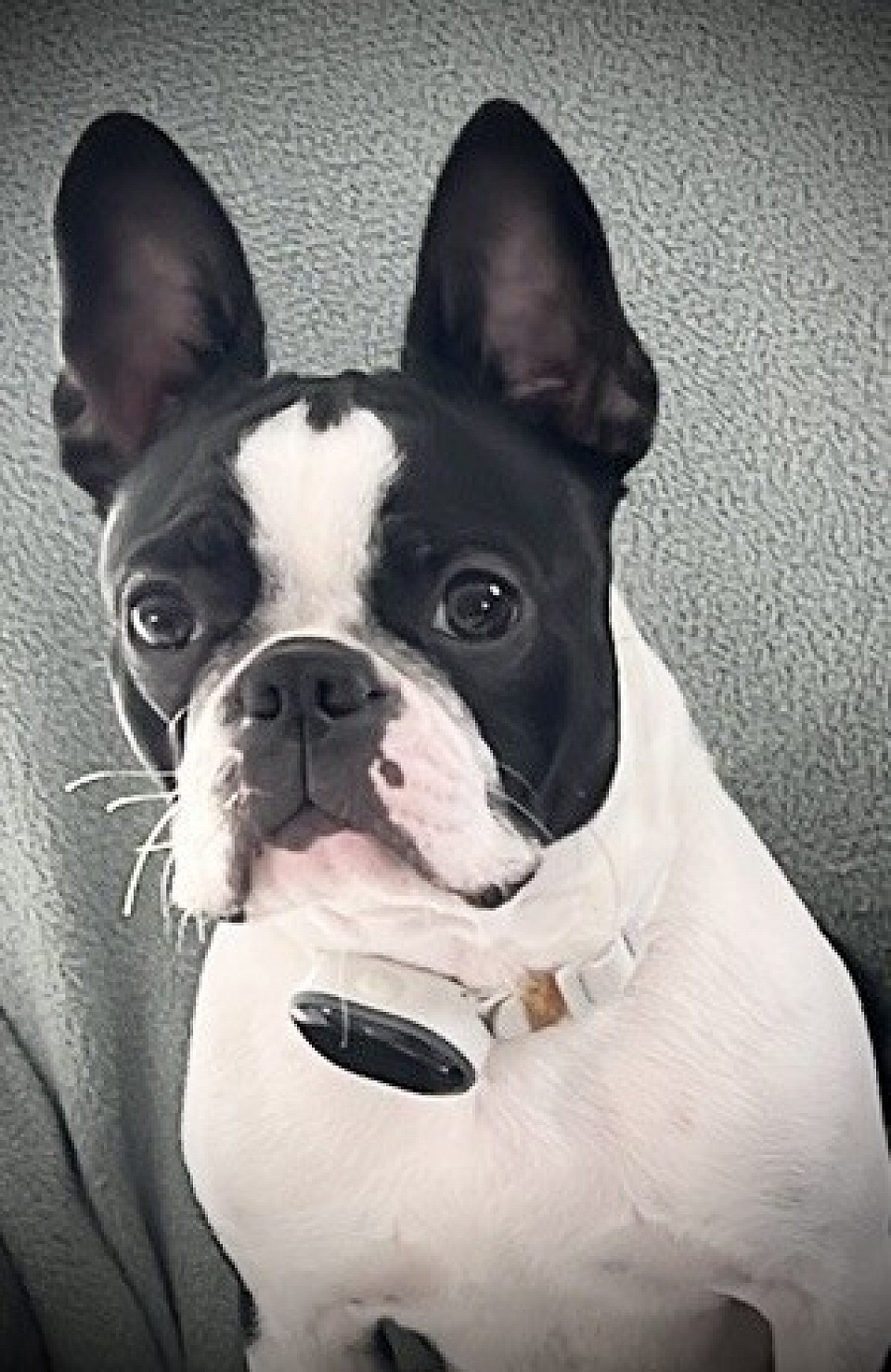 Genetically clear through parentage Ripley x Lexie