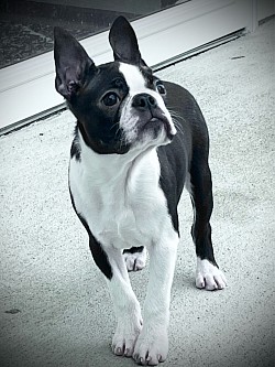 Barkley