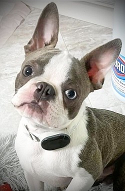 Sinatra (Peanut)