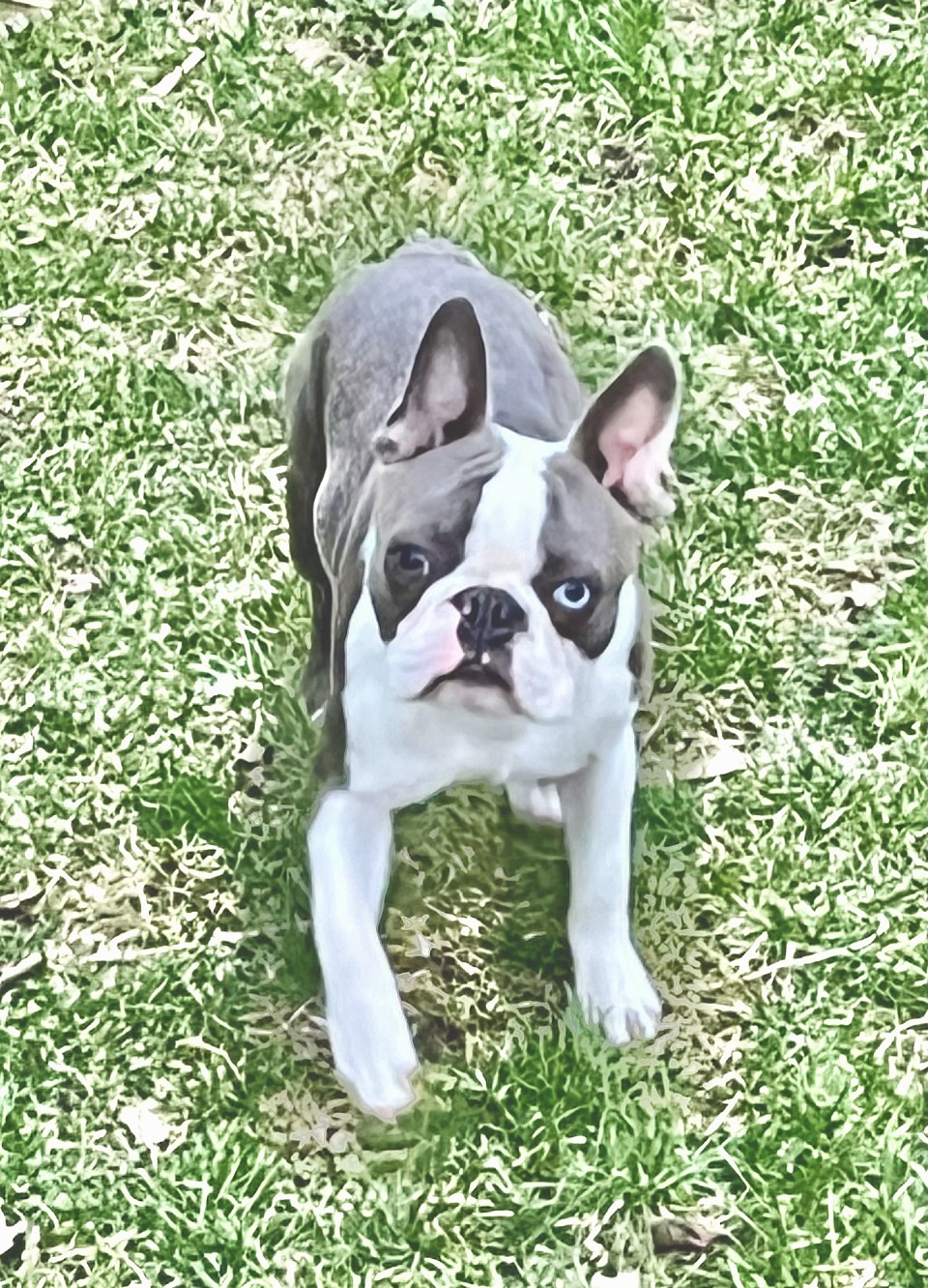 Blue Brindle Stud  Aka: Peanut/                                                                Bagosy’s Sinatra “I Did it My Way”.