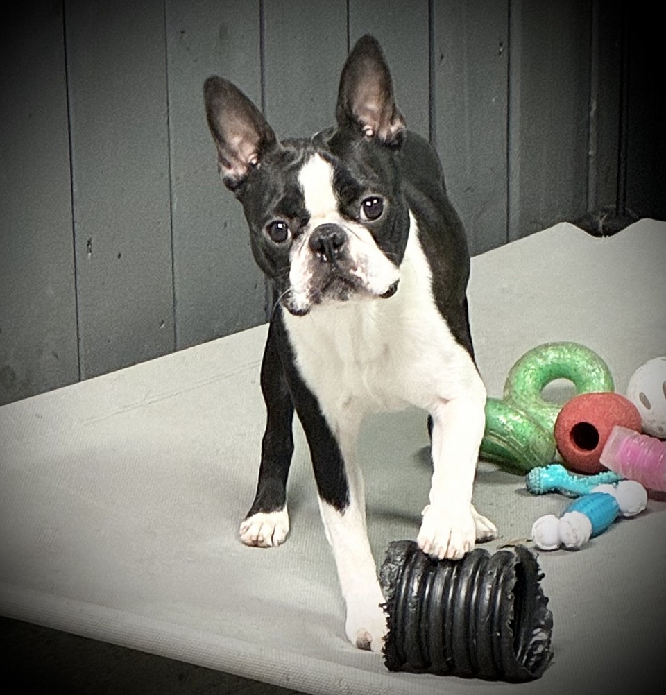 Bagosy’s Little bit of Darius by GD (AKA Barkley)