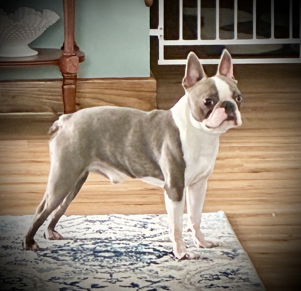 Blue Brindle Stud  Aka: Peanut/                                                                Bagosy’s Sinatra “I Did it My Way”.