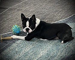 Bagosy’s Bijou Serendipity aka Honey