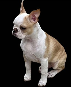 Bagosy’s Cream Dream Casanova