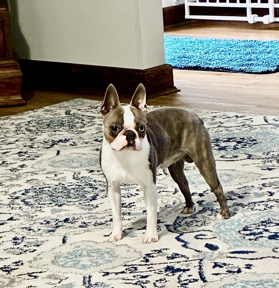 Blue Brindle Stud  Aka: Peanut/                                                                Bagosy’s Sinatra “I Did it My Way”.