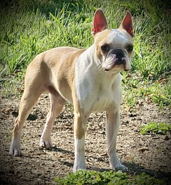 Bagosy’s cream Dream Casanova/ Owner Quinn’s Kennel