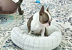 Bagosy’s Sinatra “ I did it my way”