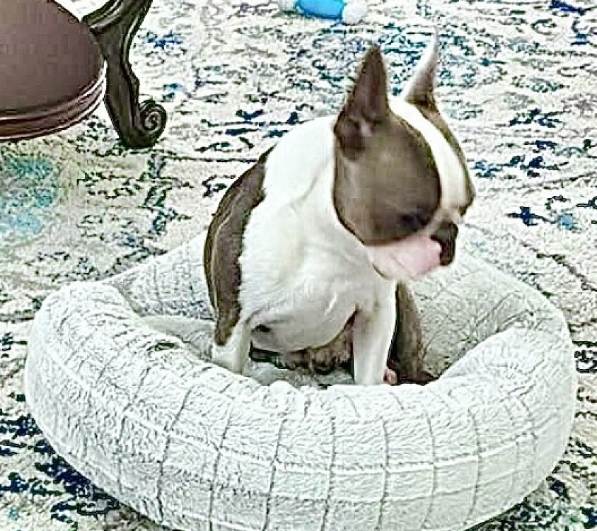 Blue Brindle Stud  Aka: Peanut/                                                                Bagosy’s Sinatra “I Did it My Way”.